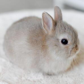 rabbit