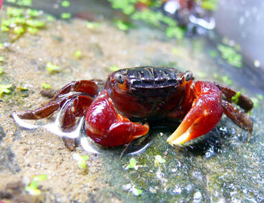 crab